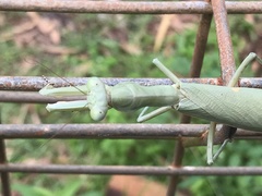 Sphodropoda quinquedens