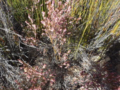 Erica rosacea