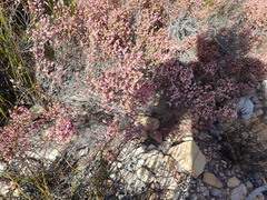 Erica rosacea