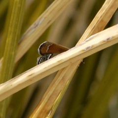 Callophrys mcfarlandi