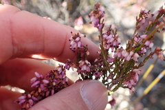 Erica rosacea