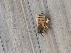 Apis mellifera