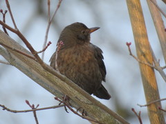 Turdus merula