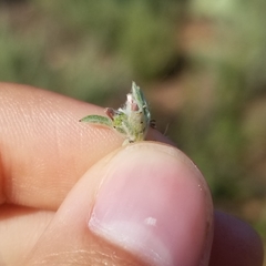 Gamochaeta stagnalis