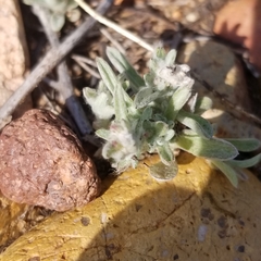 Gamochaeta stagnalis