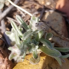 Gamochaeta stagnalis