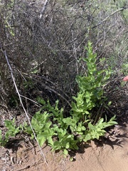 Acourtia microcephala