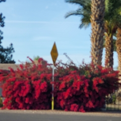 Bougainvillea