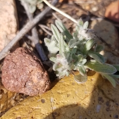 Gamochaeta stagnalis