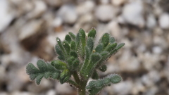 Phacelia affinis