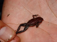 Epipedobates boulengeri