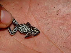 Epipedobates boulengeri