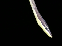 Oxybelis rutherfordi