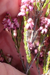Erica rosacea