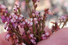 Erica rosacea