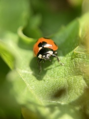 Coccinella septempunctata