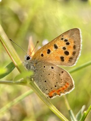 Lycaena phlaeas daimio