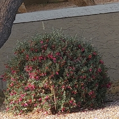Calliandra californica