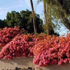 Bougainvillea spectabilis