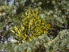 Phoradendron pauciflorum