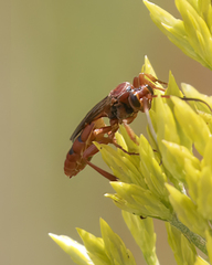 Spilichneumon