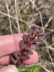Image of Euphorbia conferta