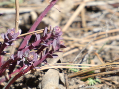 Euphorbia lurida