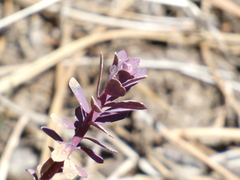 Euphorbia lurida