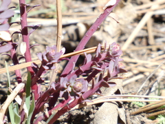 Euphorbia lurida