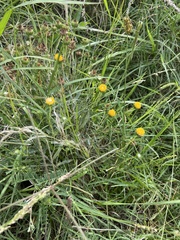 Grindelia pulchella discoidea