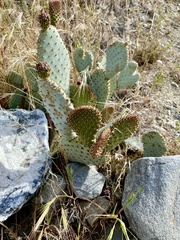 Opuntia basilaris