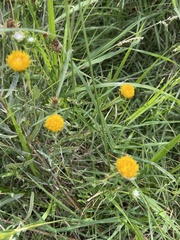 Grindelia pulchella discoidea