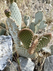 Opuntia basilaris