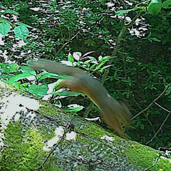 Sciurus lis