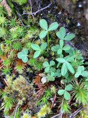 Trifolium willdenovii