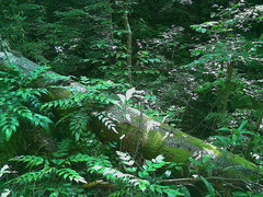 Sciurus lis