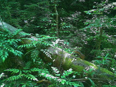 Sciurus lis