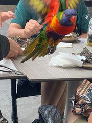 Trichoglossus moluccanus