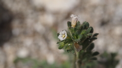 Phacelia affinis