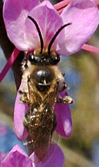 Colletes inaequalis