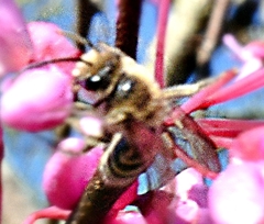 Colletes inaequalis