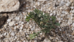 Phacelia affinis