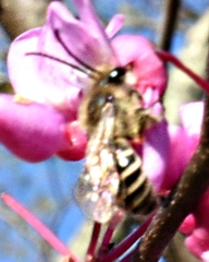 Colletes inaequalis