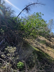 Aesculus californica