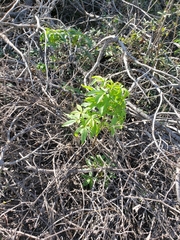 Aesculus californica