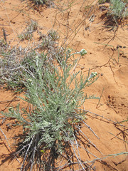 Hymenopappus filifolius cinereus