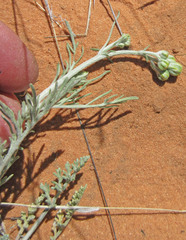 Hymenopappus filifolius cinereus
