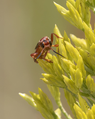 Spilichneumon