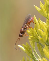 Spilichneumon