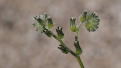 Cryptantha decipiens